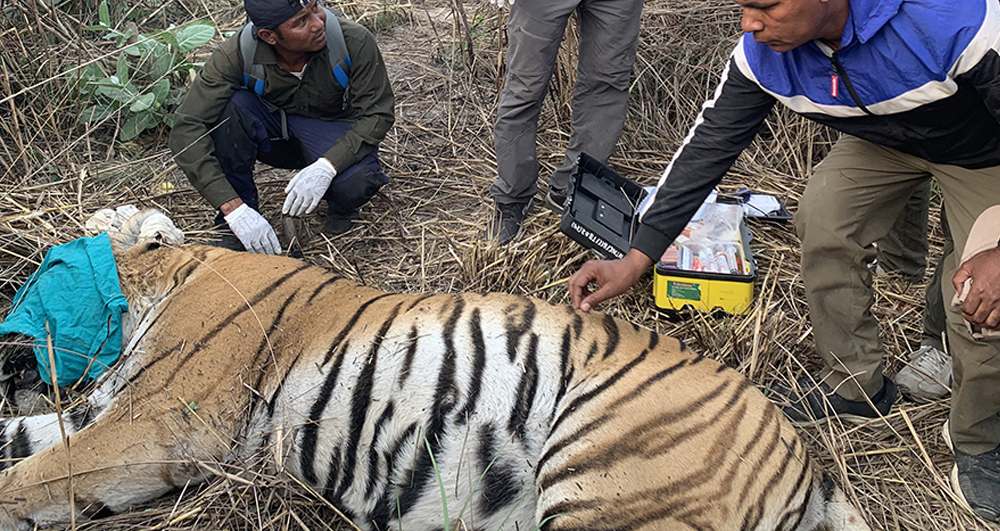 catch-tiger_20210317200946