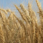 gahu2021-04-10-05-49-22