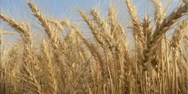 gahu2021-04-10-05-49-22