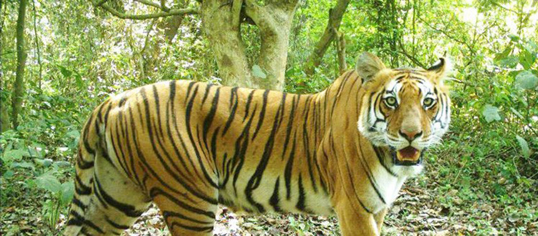 Patebagh Tiger1622047106