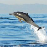 dolphine-in-nepal