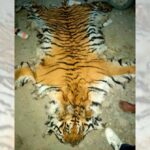 1626195757_tiger-1200x560