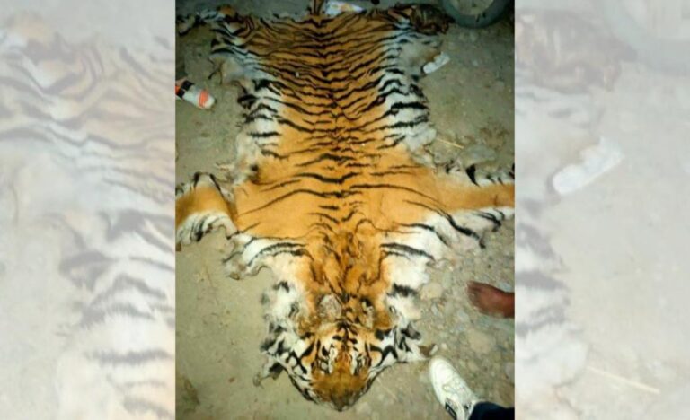 1626195757_tiger-1200x560