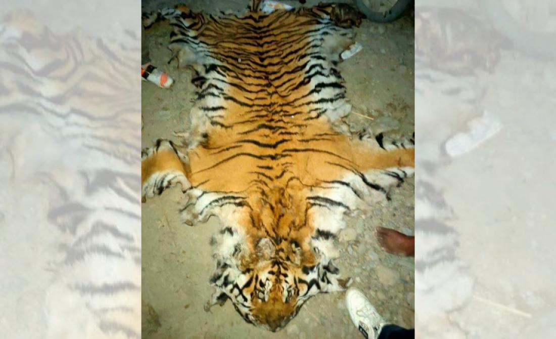 1626195757_tiger-1200x560