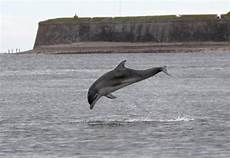 डाल्फिन