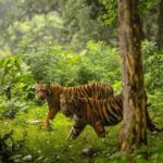 615851d60ff6e_tiger_sankatick